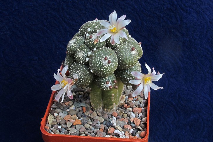 Blossfeldia liliputana