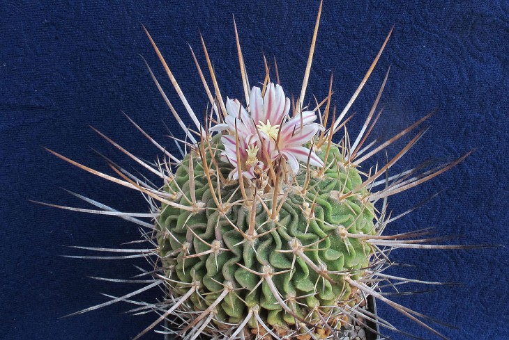 Echinofossulocactus