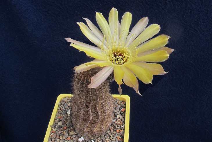 Lobivia famatimensis v_densispina
