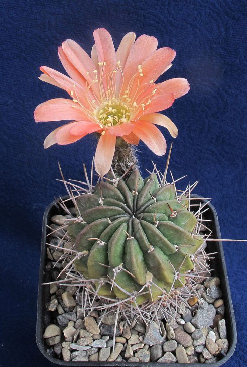 Lobivia pentlandii