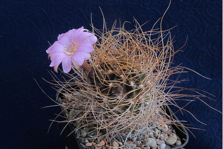 Lobivia wrightiana
