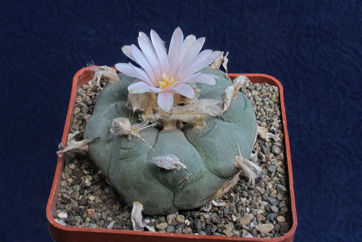 Lophophora echinata