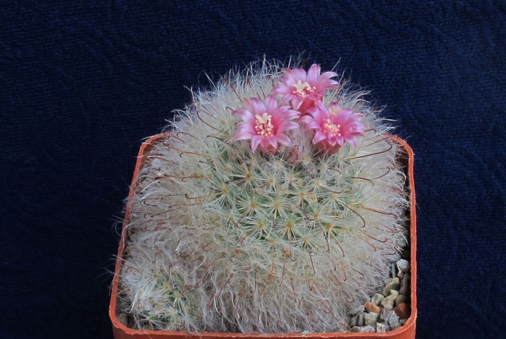 Mammillaria bocasana
