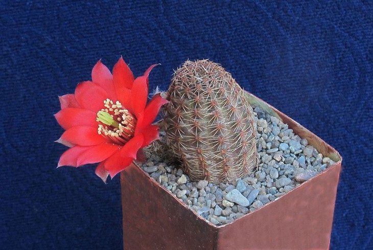 Mediolobivia