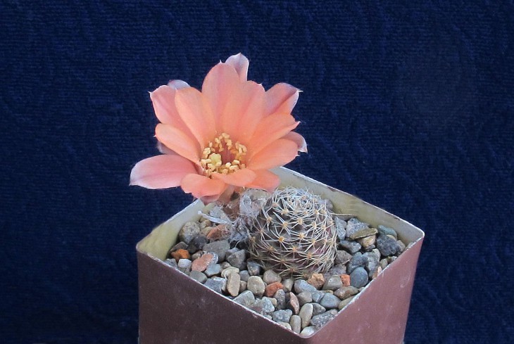 Mediolobivia