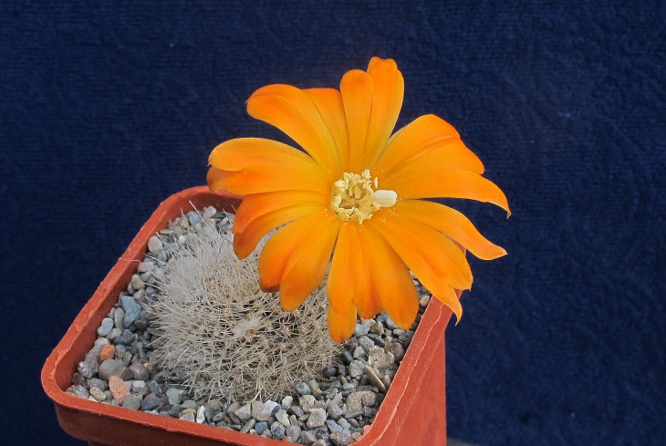 Mediolobivia aureiflora v_albilongiseta