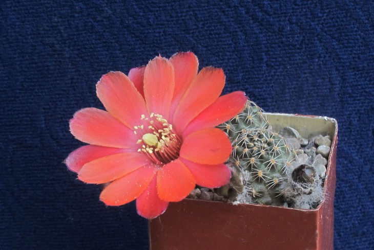 Mediolobivia haagei v_mudanensis