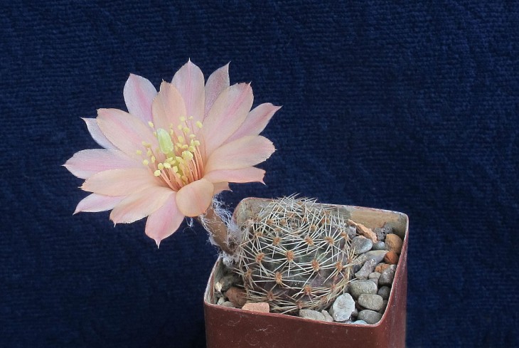 Mediolobivia nazarenoensis