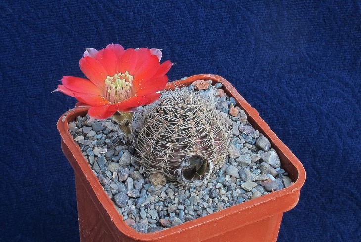 Mediolobivia sp_Uhlig
