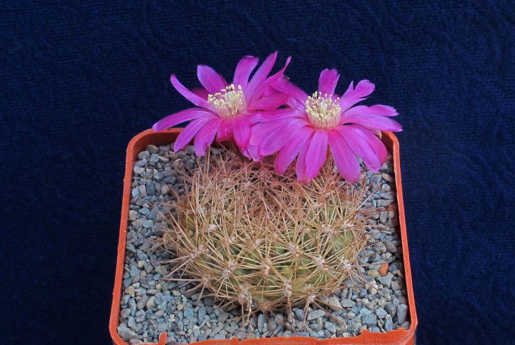 Sulcorebutia flavissima