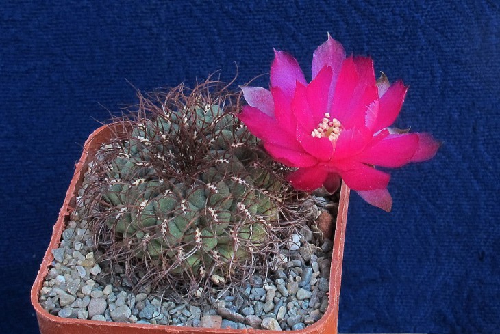 Sulcorebutia frankiana