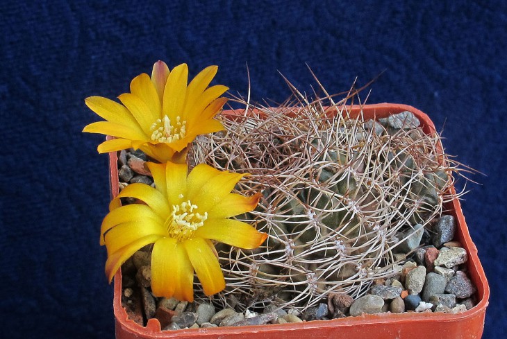 Sulcorebutia menesesii v_kamiensis
