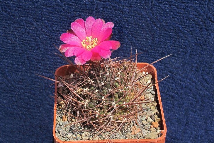 Sulcorebutia steinbachii v_horrida