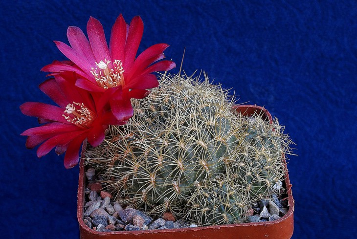 Sulcorebutia tiraquensis cv.