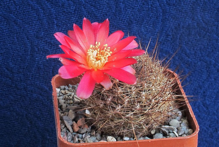 Sulcorebutia WR 612