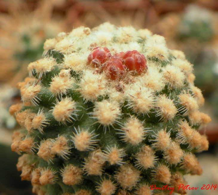 Pediocactus	knowltonii