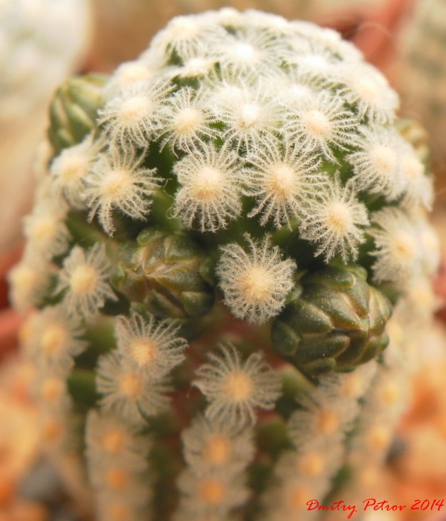 Mammillaria	theresae