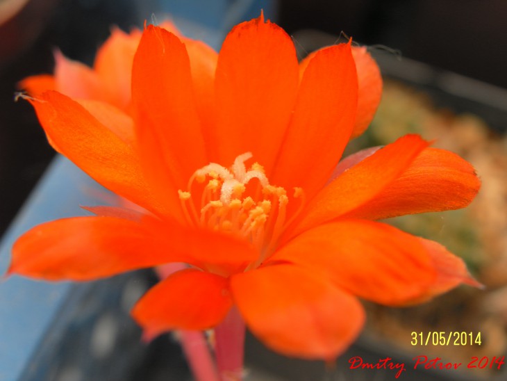 Aylostera albipilosa WR784a  цветок крупным планом