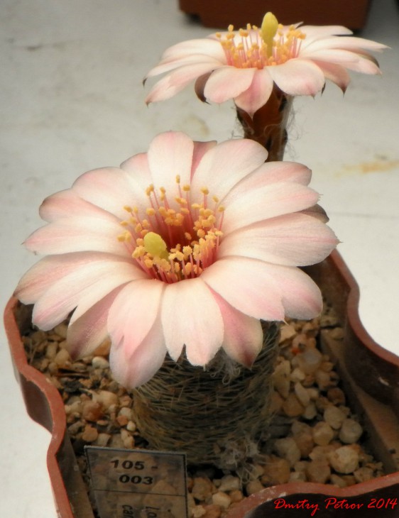 Lobivia haagei canacruzensis R642