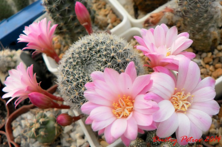 Rebutia espinosae