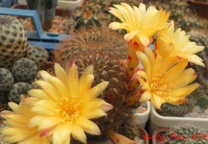 Sulcorebutia vargasii WK 995