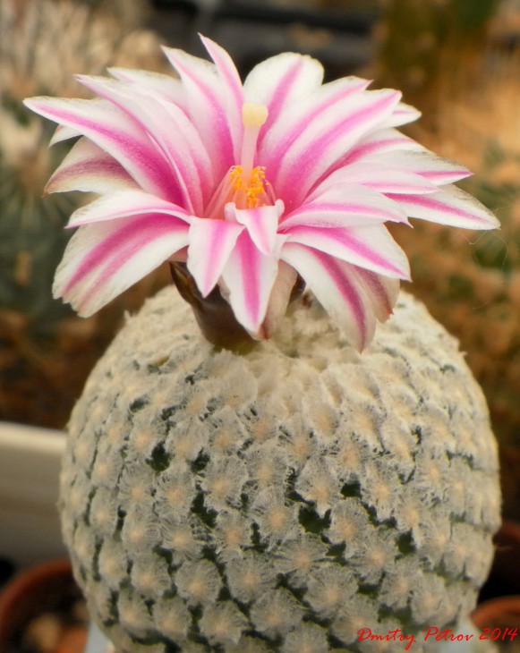 Turbinicarpus valdesianus