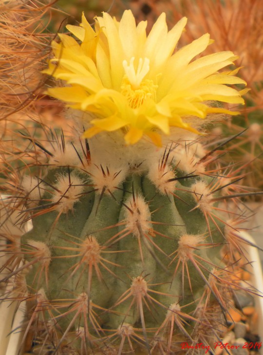 Islaya islayensis