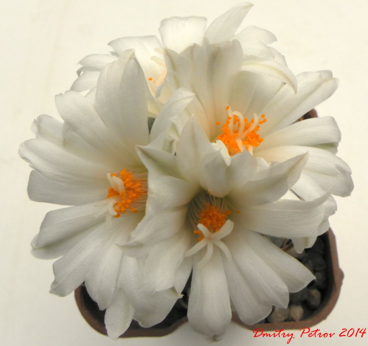 Turbinicarpus rioverdensis PM 148