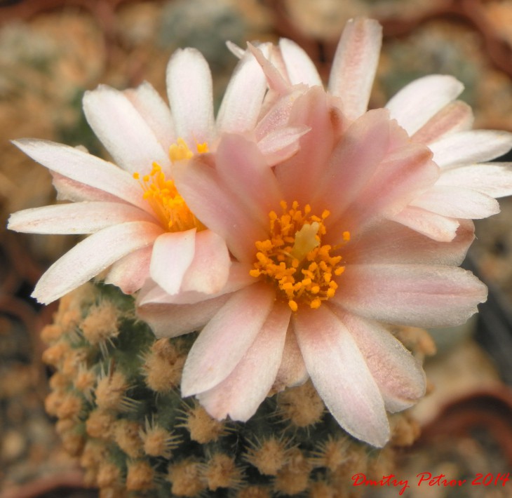 Pediocactus knowltonii SB304