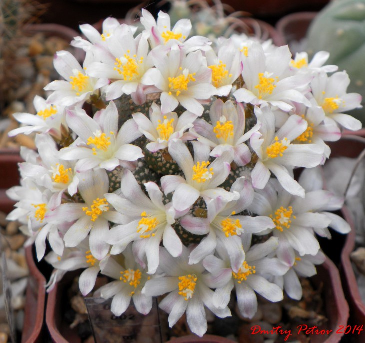 Blossfeldia	fescheri  зацвела так зацвела.