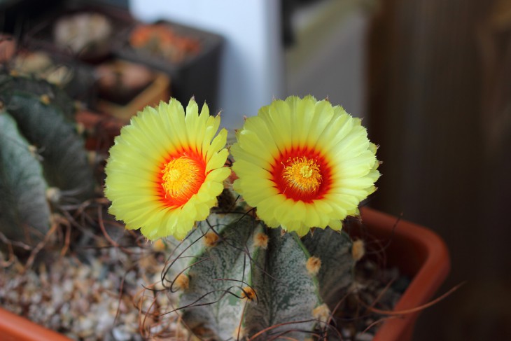 Astrophytum capricorne