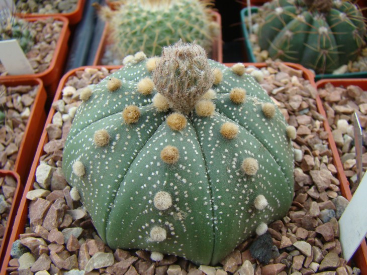 Astrophytum prosto asterias
