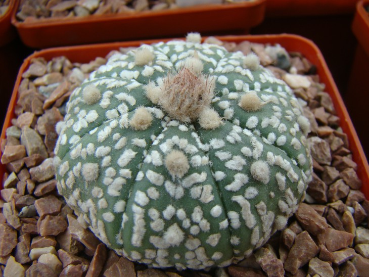 Astrophytum asterias v. super cabuto