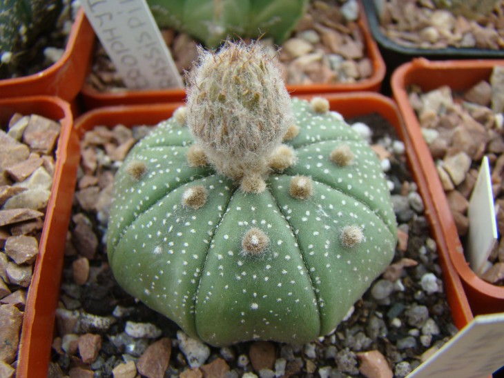 Astrophytum asterias
