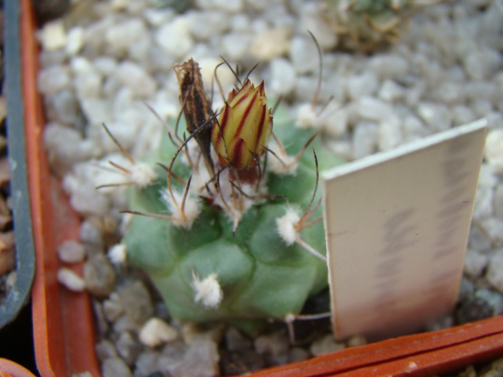 Turbinicarpus panarotto