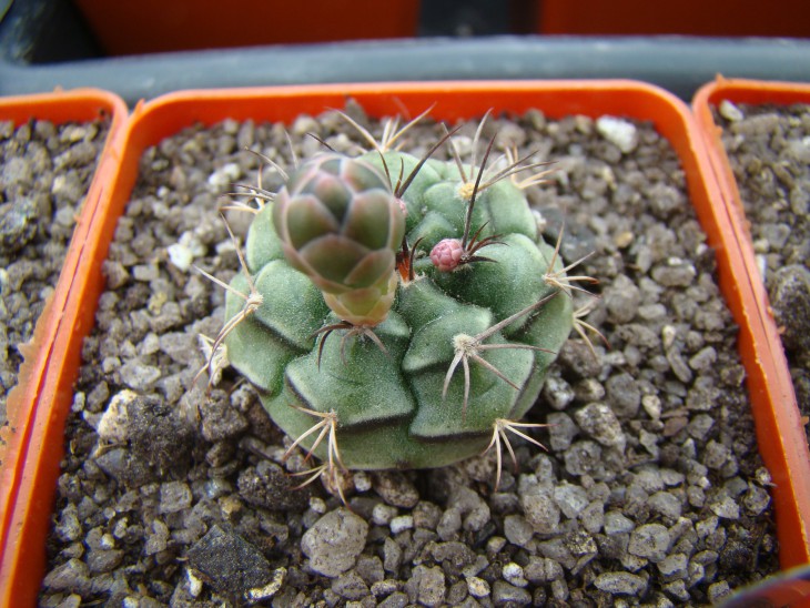 Gymnocalicium anisitsii v. volkeri