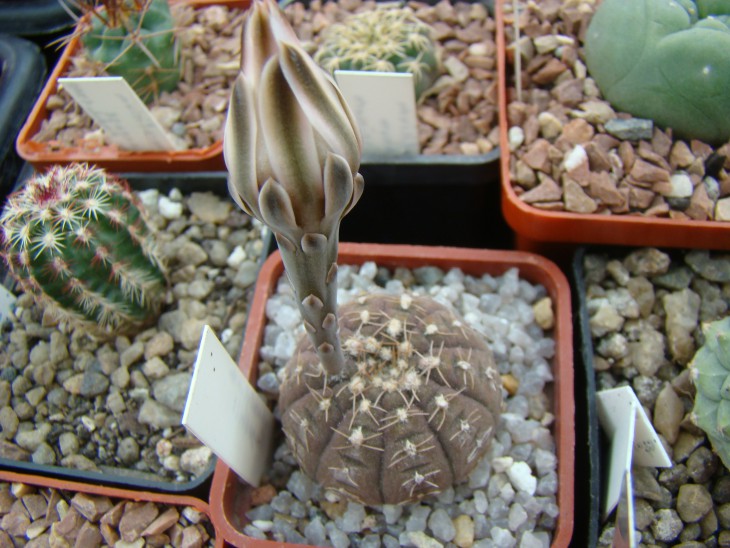 Gymnocalicium ragonesii