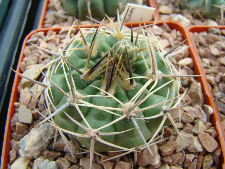 Gymnocalicium (буду благодарен если подскажете как его зовут)