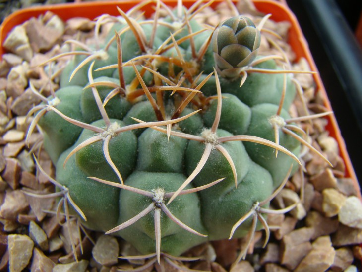 Gymnocalicium intertextum