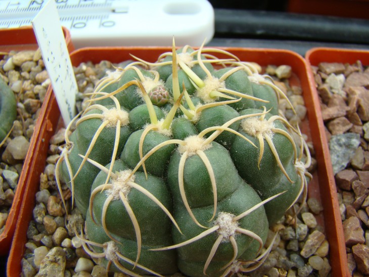 Gymnocalicium denudatum