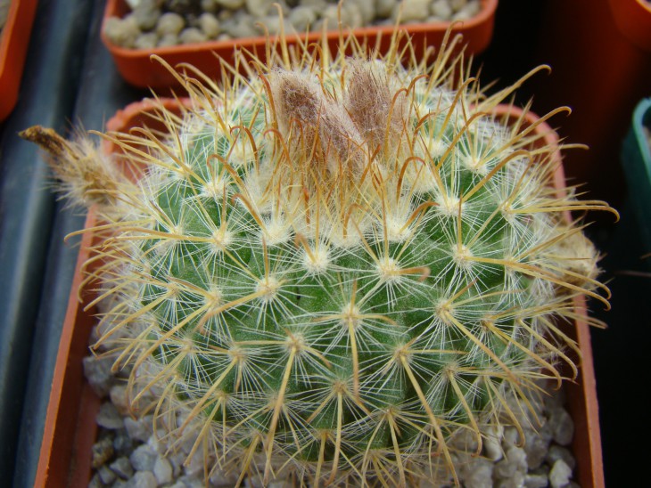 Parodia aureispina