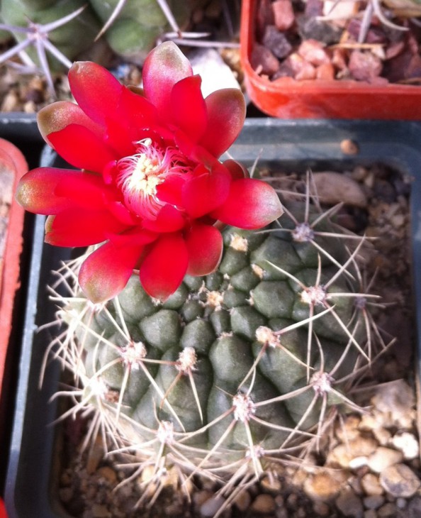 Gymnocalycium baldianum