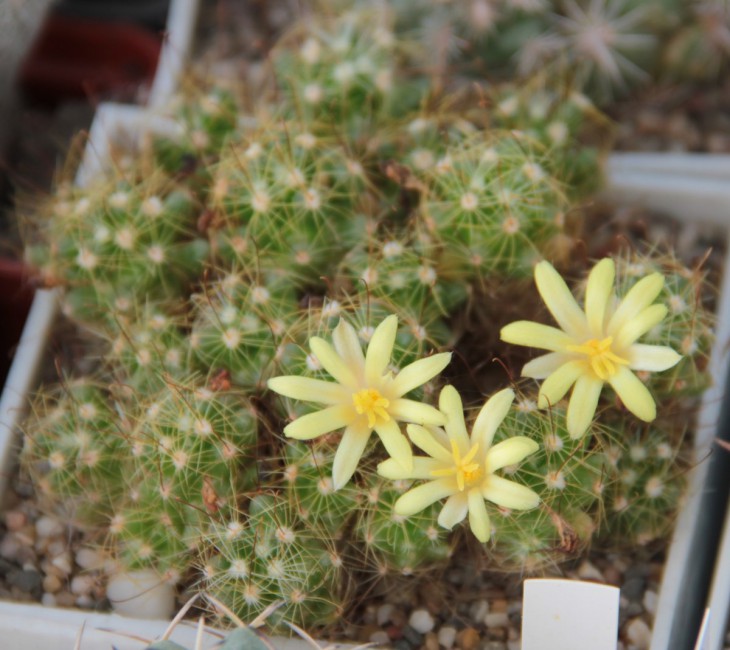 Dolichothele surculosa