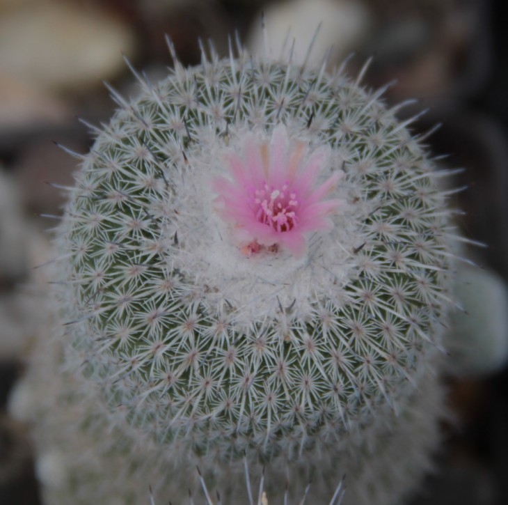 Epithelantha unguispina