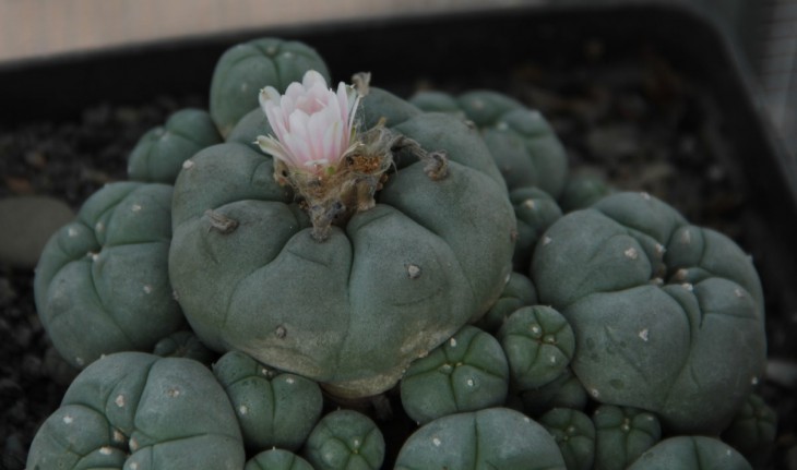 Lophophora williamsii v. caespitosa