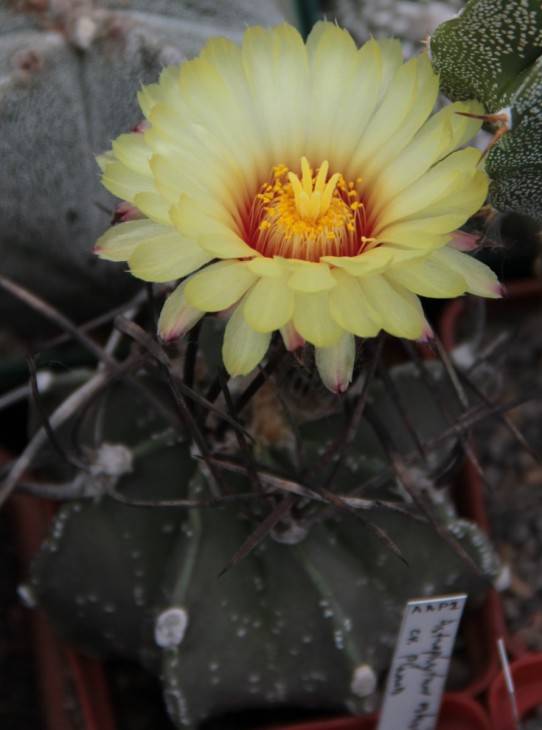 Astrophytum crassispinum hb.