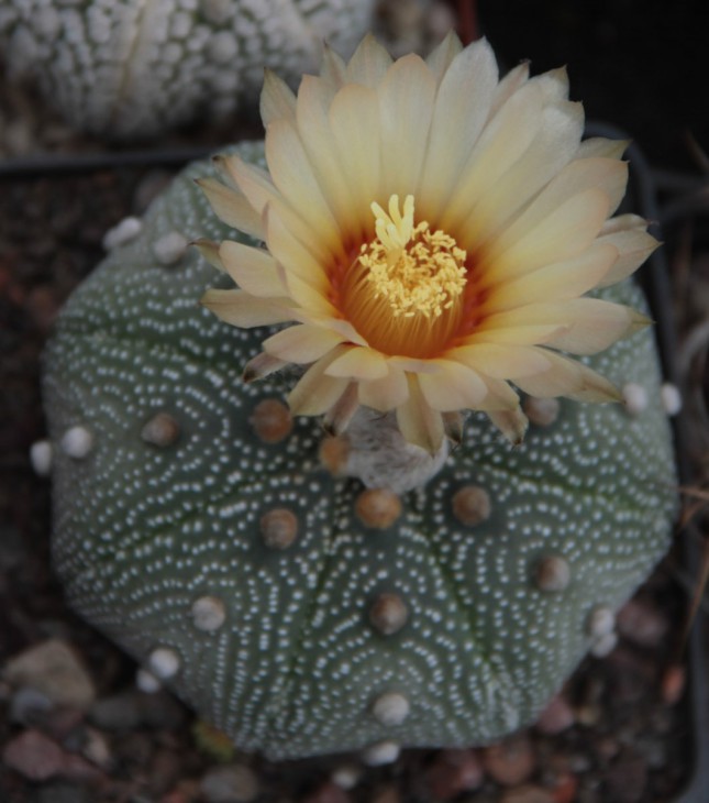 Astrophytum asterias