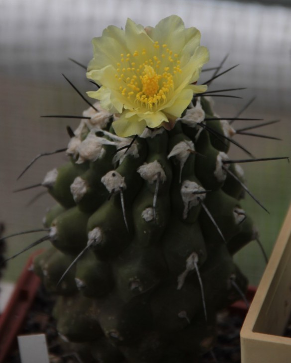 Copiapoa sp.