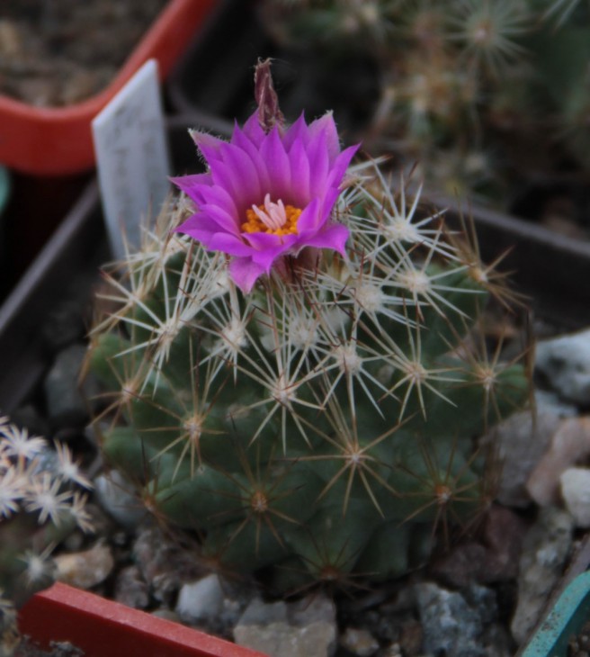 Escobaria hesteri