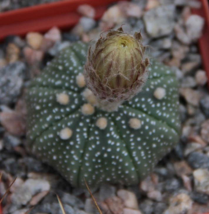 Astrophytum asterias
